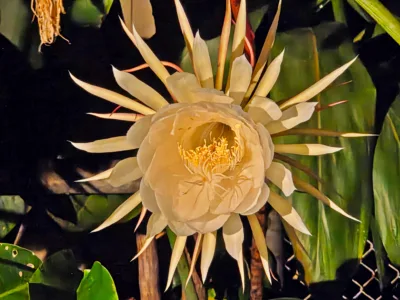 Photo of the Day: Queen of the Night
